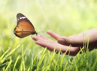 ISO14001:2015, to distinguish companies from their competition